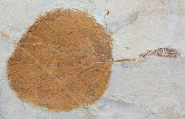 Detailed Fossil Leaf (Zizyphoides) - Montana #68306
